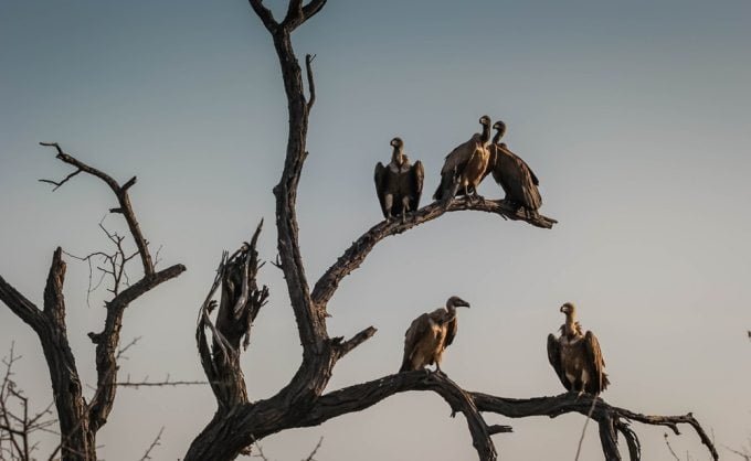 Endangered Vultures